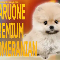 【 ポメラニアン 】健康状態バッチリ！究極の可愛さに悶絶寸前のプレミアムワンコ！