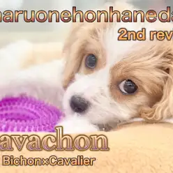 【 キャバション 】パパとママどちらに似てきた？！2回目のワクチン終了！