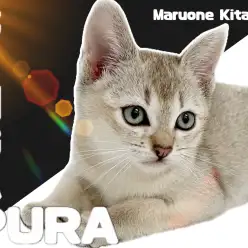 【 シンガプーラ 】甘えん坊度Max!世界最小の純血猫が埼玉県戸田に新登場!