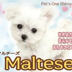 【 マルチーズ 】美しい白い被毛、まるで雪のようなマルちゃんの登場です！