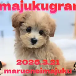 【 イマジュクグラム 】速報！超無防備な甘えん坊マルプーの女の子が登場！