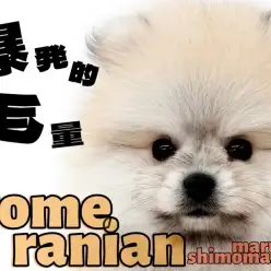 【 ポメラニアン 】毛量抜群!甘えん坊な性格と大きな瞳が可愛いタヌキポメ!