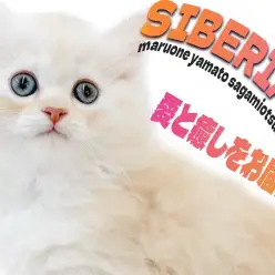 【 サイベリアン 】美しさと可愛らしさと人懐っこさとを全て兼ね備えた最強の癒し系