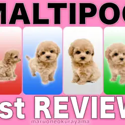 【 MIX 】初めての方に是非！マルチーズとトイプードルから誕生した美少女！