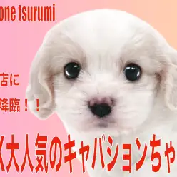 【 MIX 】（キャバリア☓ビションフリーゼ）人気上昇中のキャバションの女の子！！