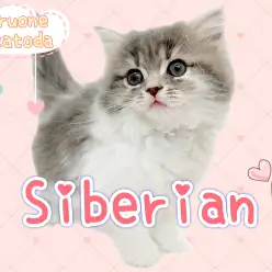 【 サイベリアン 】 今大注目のにゃんこ！セレブ級の風格を持つ圧倒的美猫！