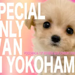 【 MIX 】ワンちゃん初心者にぴったりな落ち着きのある性格のチワプーちゃん