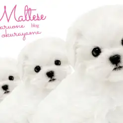 【 マルチーズ 】滑らかなシルキーコート！大倉山に舞い降りたホワイトエンジェル！