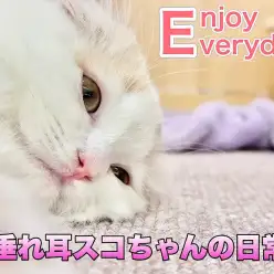 【 スコティッシュフォールド 】甘えん坊垂れ耳ニャンコのトレーニング状況！