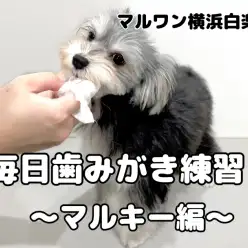 【 MIX 】毎日歯みがき練習！マルキーちゃん編