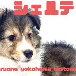 【 シェットランドシープドッグ 】横浜元町のエレガントレディ！シェルティちゃん！