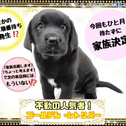 【 ラブラドール・レトリーバー 】今回もひと月待たずに家族決定！人気すぎる黒ラブ