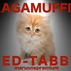 【 ラガマフィン 】2000分の1の奇跡！甘ったれレッドタビー女子現る！