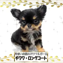 【 チワワ・ロングコート 】落ち着いてるけどパワフルな小さめチワワちゃん！