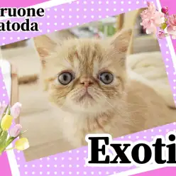 【 エキゾチック 】可愛さがぎゅっと詰まった鼻ぺちゃにゃんこが北戸田店に初登場！