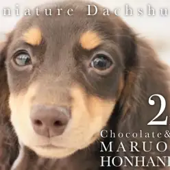 【 ミニチュアダックス 】初めてお迎えされる方必見！ポテンシャル高き少女に密着！