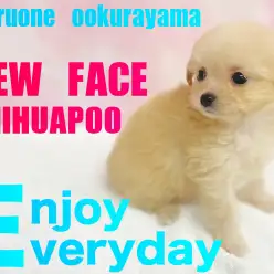 【 MIX 】トイプードル×チワワのちびっこチワプーちゃんが仲間入り！