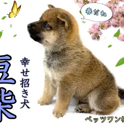 【 豆柴 】暖かい季節になりました。豆ちゃんと一緒に散歩へ行きませんか？