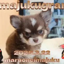 【 チワワ 】速報！生後2ヶ月で685gのチョコタンチワワの男の子が仲間入り！