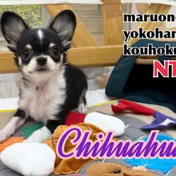 【 チワワ 】生後3ヶ月、チワワくんの成長記録！