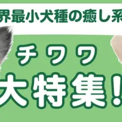 【 チワワ特集 】3/20現在在店中の世界最小犬種をご紹介！最新動画は必見！