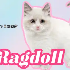 【 ラグドール 】ブルーの瞳が印象的！可愛さと美しさを兼ね備えた超美猫！