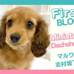 【 ミニチュアダックスフント 】抱っこ好きで慈しみ溢れるダックスが板橋区に登場！