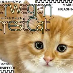 【 ノルウェージャン 】妖精どころじゃない!森の女神のような美猫の女の子が登場!