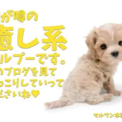 【 マルプー 】春の訪れとともにやってきた超癒やし系ボーイ!