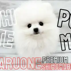 【 ポメラニアン 】都内No.1のアイドル性を持つ白いポメラニアンの成長記録！