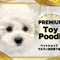 【 トイプードル 】プレミアムの称号を持ったホワイトトイプードルが板橋区に登場！