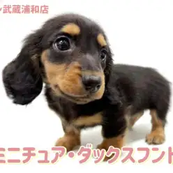 【 ミニチュア・ダックスフント 】大きな瞳が印象的なブラックタンの男の子