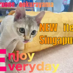 【 シンガプーラ 】NEWアイテム！キャットトンネルで遊ぼう！！