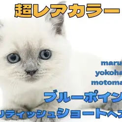 【 ブリティッシュショートヘア 】青い流星！ブルーポイントカラーの激レアブリちゃん！