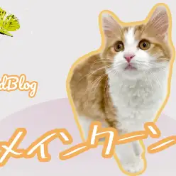【 メインクーン 】成長記録！美しさに磨きがかかり更なる美猫へ！