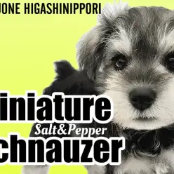 【 ミニチュアシュナウザー 】ソルぺシュナ登場！体格しっかりマイペースな男の子