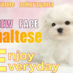 【 マルチーズ 】入店直後の元気に遊び回るマルチーズちゃんの動画を公開！！