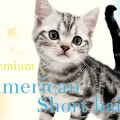 【 アメリカンショートヘア 】ルックス性格柄全て良し！プレミアム認定にゃんこ！