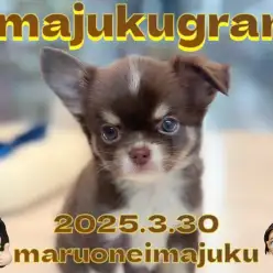 【 イマジュクグラム 】生後2ヶ月で655g！チョコタンチワワの男の子が聖地に登場！