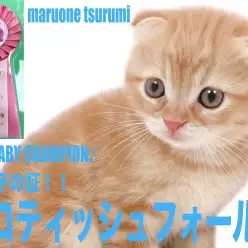 【 スコティッシュフォールド 】ZCCのBABYチャンピオンの美麗な男の子！