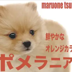 【 ポメラニアン 】鮮やかで美しいオレンジカラーの女の子!