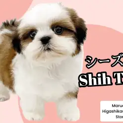 【 シーズー 】の魅力｜初心者向け・抜け毛少ない魅力たっぷりな人気犬種を紹介！