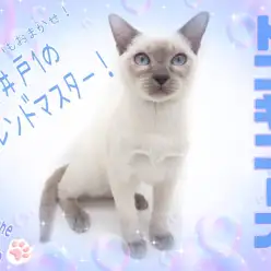 【 トンキニーズ 】社交性抜群で多頭飼いも安心!超絶甘えん坊な男の子!