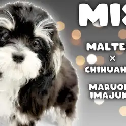 【 MIX 】生後7ヶ月体重2.6kg！甘え上手なブラックタンの女の子！