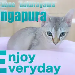 【 シンガプーラ 】元気いっぱい遊んでたくさん甘える小さな妖精!