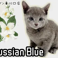 【 ロシアンブルー 】懐っこさ抜群！可愛さとクールさを両立した激カワにゃんこ！