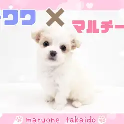 【 MIX 】アイドル級の可愛さがギュッと詰まった珍しいカラー！チワマルの女の子