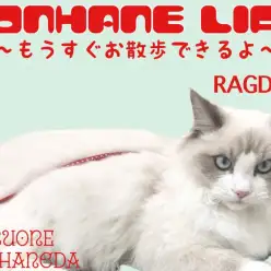 【 ラグドール成長ログ 】お散歩トレーニングの準備はOK！ラグちゃんの成長記録！