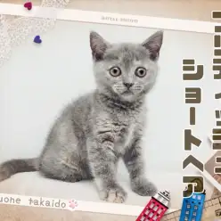 【 ブリティッシュショートヘア 】唯一無二の存在感！サビ猫みたいな珍しいカラー！