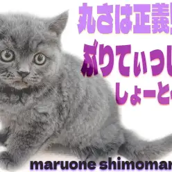 【 ブリティッシュ 】濃いブルーが美しい！丸みが可愛い温厚な遊び好き猫は超癒し系